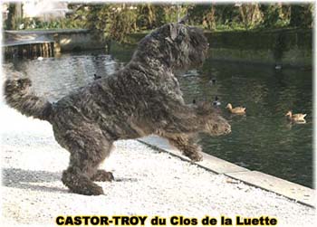 bouvier des flandres du clos de la luette - copyright déposé